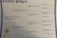 a certificate of pedigree is shown on a white background