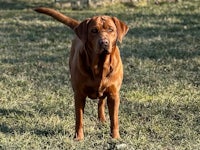 a brown dog standing in the grass