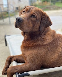 a brown labrador retriever laying on a metal bed