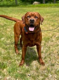 a brown dog standing on a leash in a field