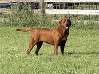 a brown dog standing in a field with a fence