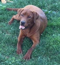 a brown dog laying in the grass with his tongue out