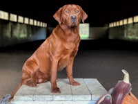 a brown dog sitting on top of a saddle