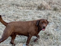 a brown dog standing in a dry field