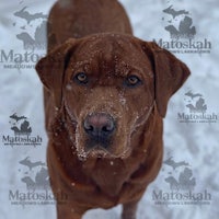 a brown labrador retriever standing in the snow
