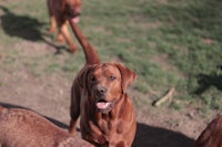 a group of dogs in a field