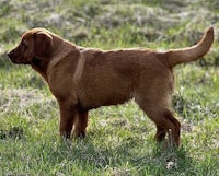 a brown labrador retriever standing in a field
