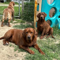 three brown dogs laying on the grass in front of a playground