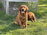 two brown dogs sitting in the grass next to a chicken coop