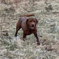a brown dog running through a field of dry grass