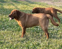 two brown dogs standing in the grass