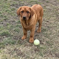 a brown labrador retriever standing next to a ball