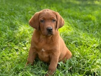 a brown puppy sitting in the grass