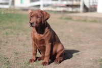 a brown dog sitting on the ground in front of a fence