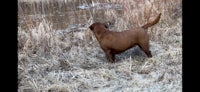 a brown dog standing in the grass near a pond