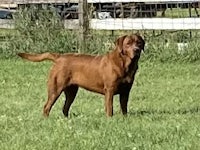a brown dog standing in a field with a fence