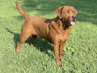 a brown dog standing in the grass